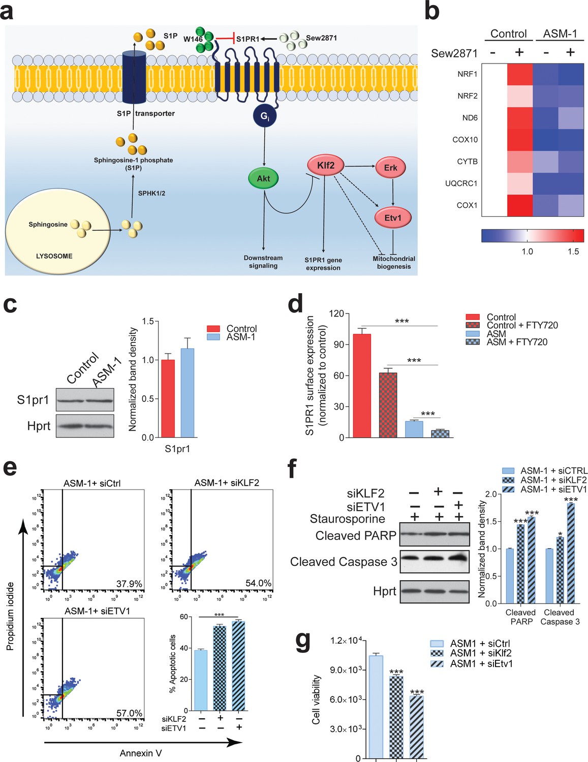 Frontiers  Lysosomal and Mitochondrial Liaisons in Niemann-Pick