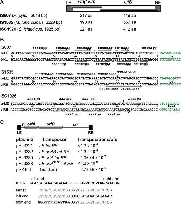 Figures and data in Multiple serine transposase dimers assemble the ...