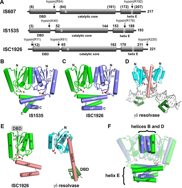 Figures and data in Multiple serine transposase dimers assemble the ...