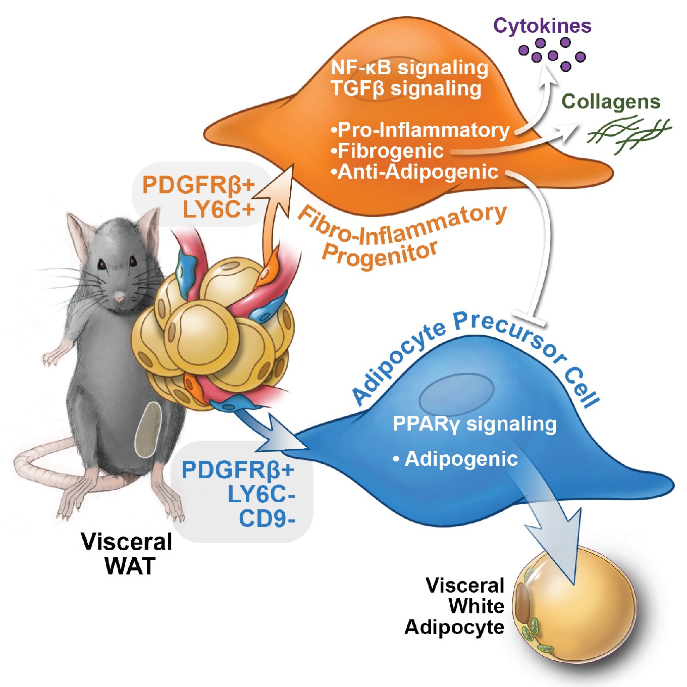 Adipose-specific SAT1 knockout mice develop late-onset obesity.
