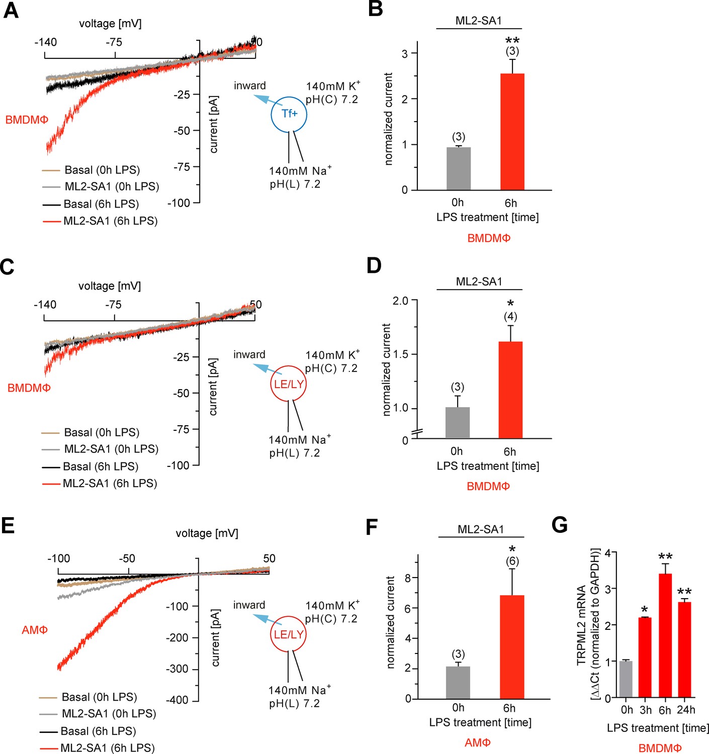 Selective Agonist Of TRPML2 Reveals Direct Role In Chemokine Release ...