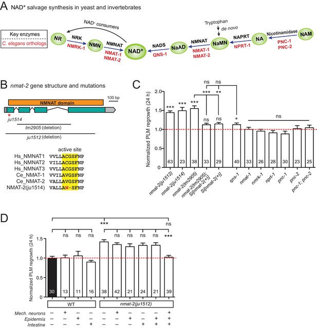 Expanded genetic screening in Caenorhabditis elegans identifies new ...