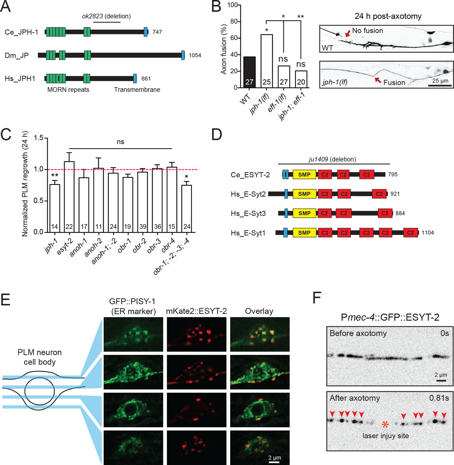 Expanded genetic screening in Caenorhabditis elegans identifies new ...