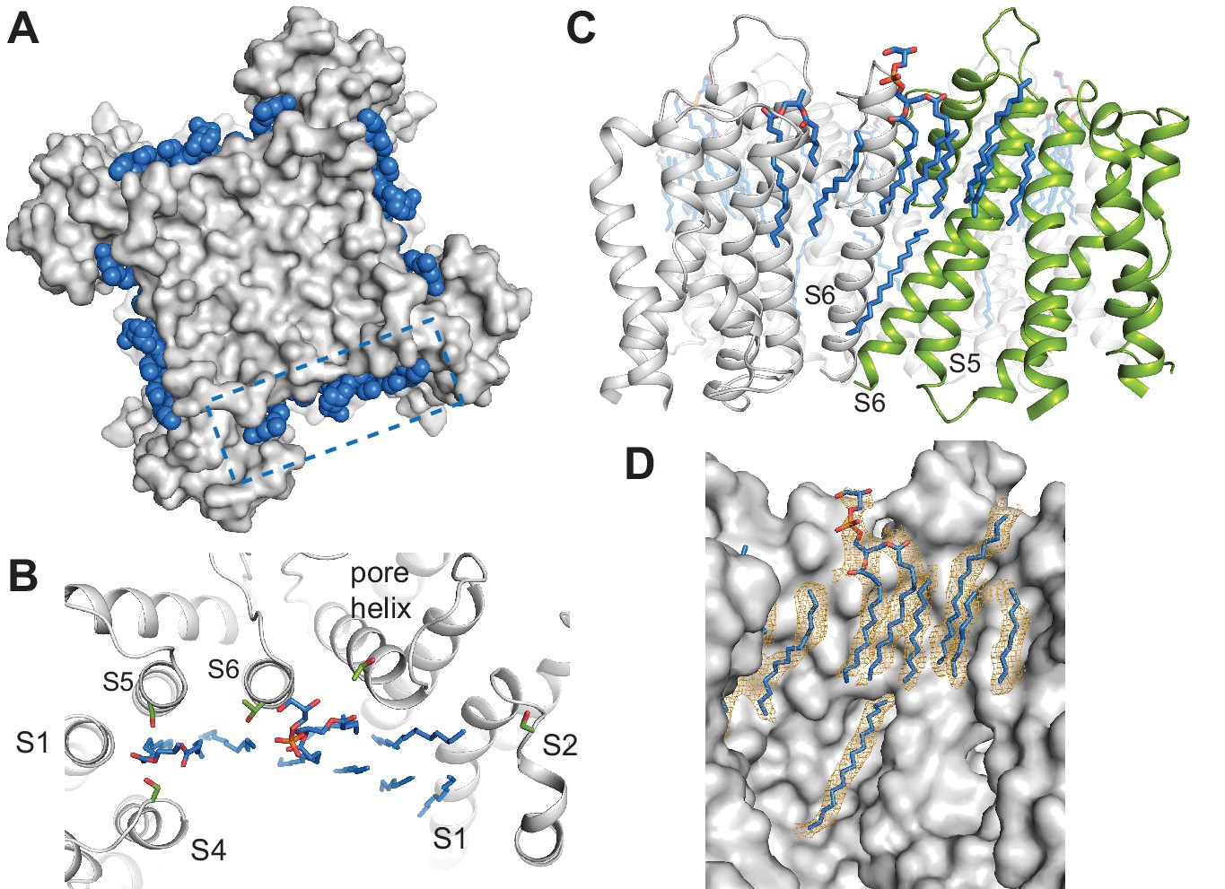 Figures and data in Ligand discrimination and gating in cyclic ...