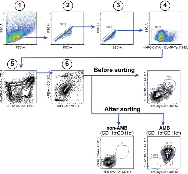 Figures And Data In Plasmodium-specific Atypical Memory B Cells Are ...