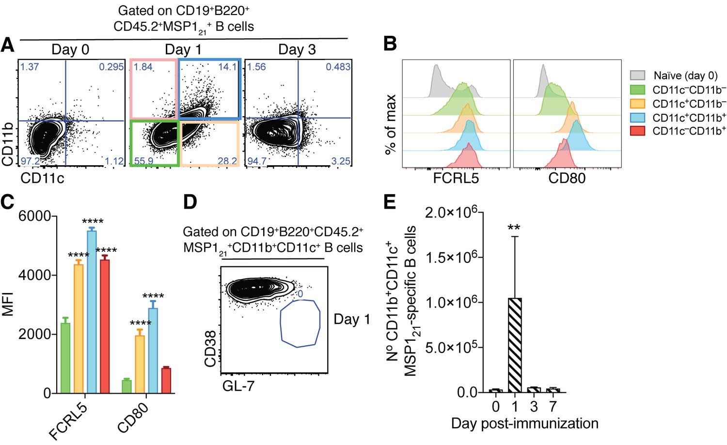 Plasmodium-specific Atypical Memory B Cells Are Short-lived Activated B ...