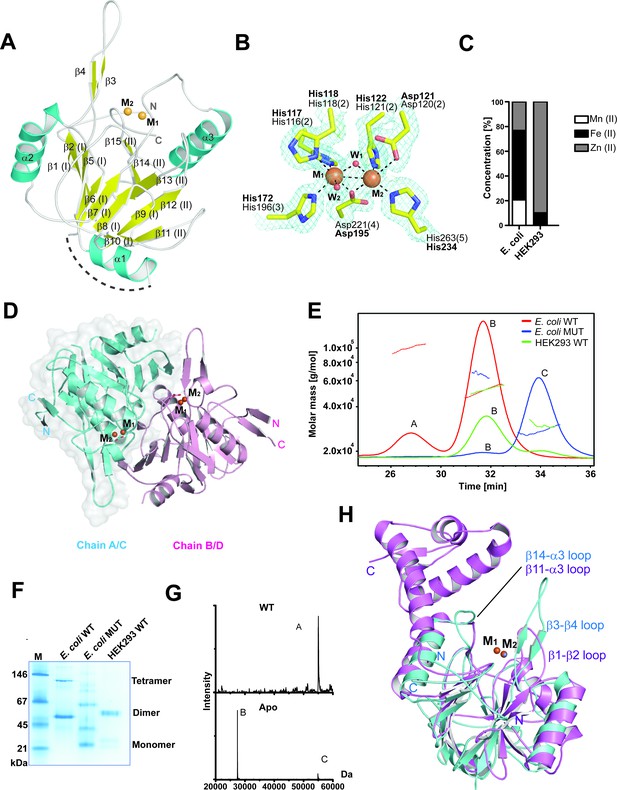 Biosynthesis Of Histone Messenger Rna Employs A Specific 3' End 