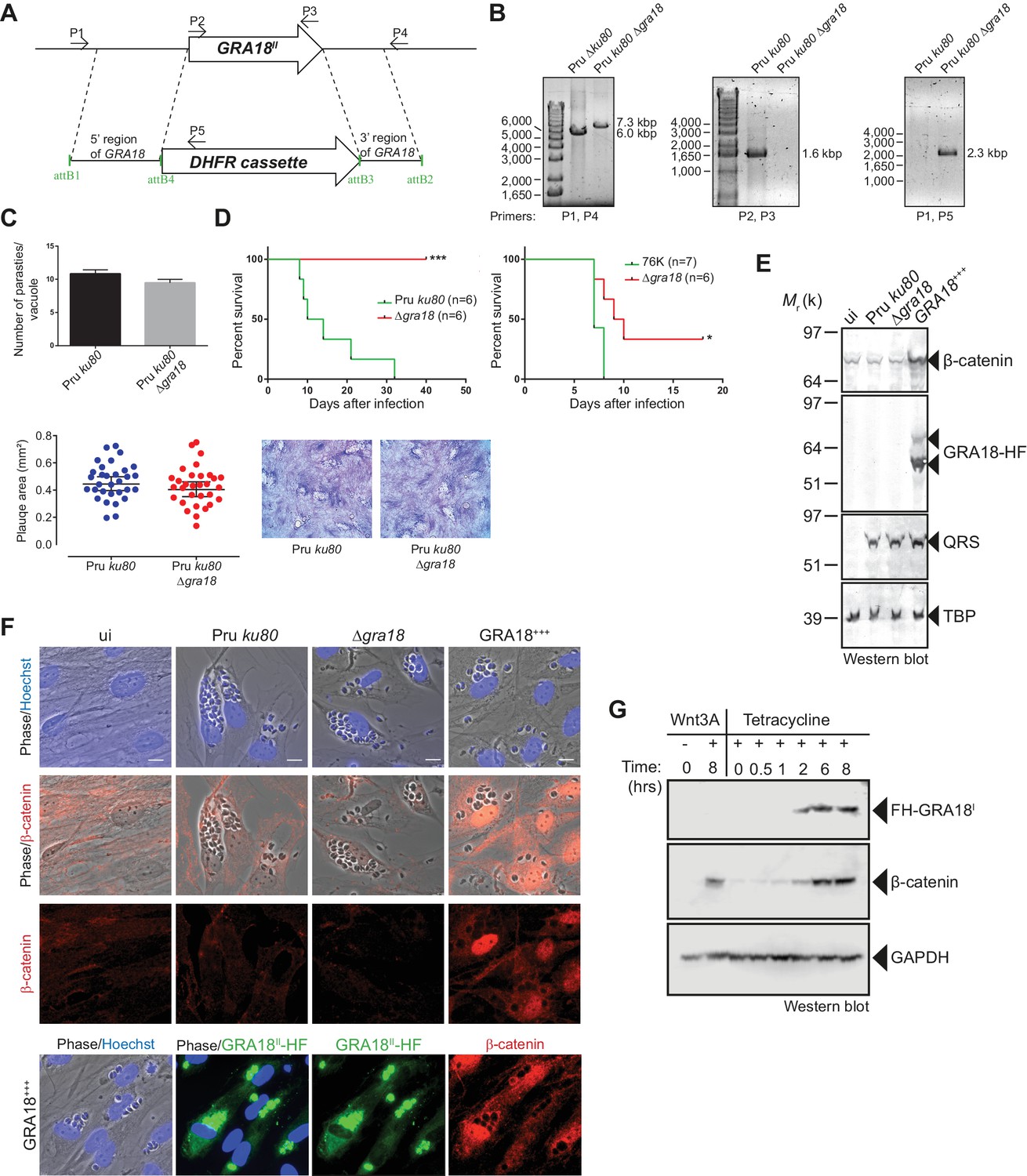 Characterization of a Toxoplasma effector uncovers an alternative GSK3 ...