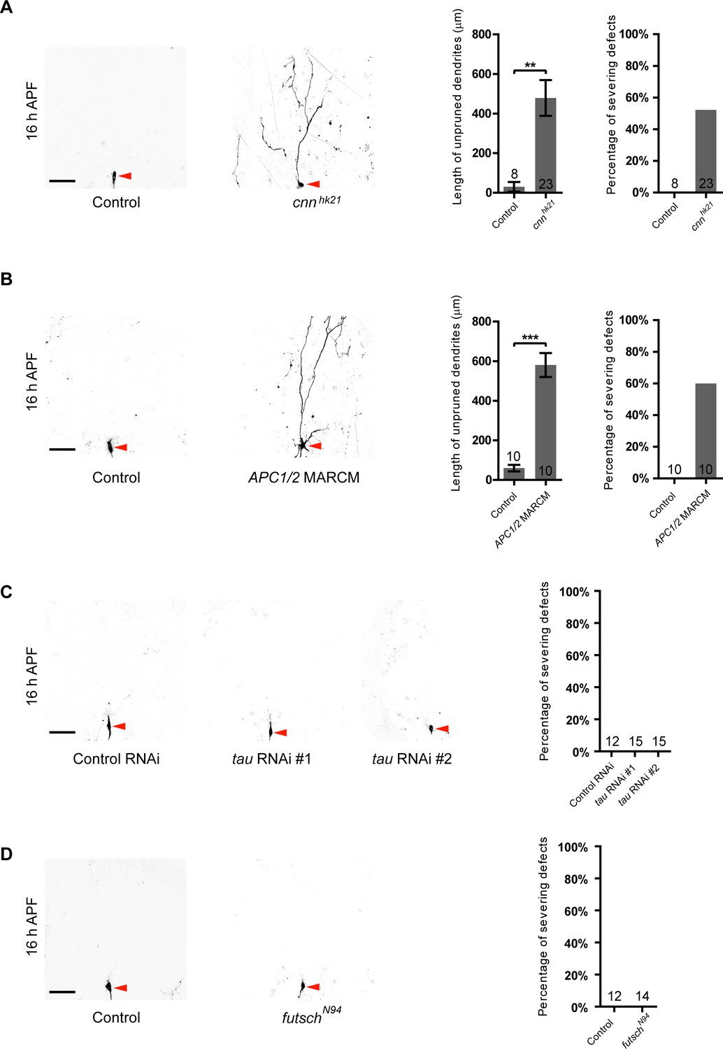 dendrite pruning dendrite pruning