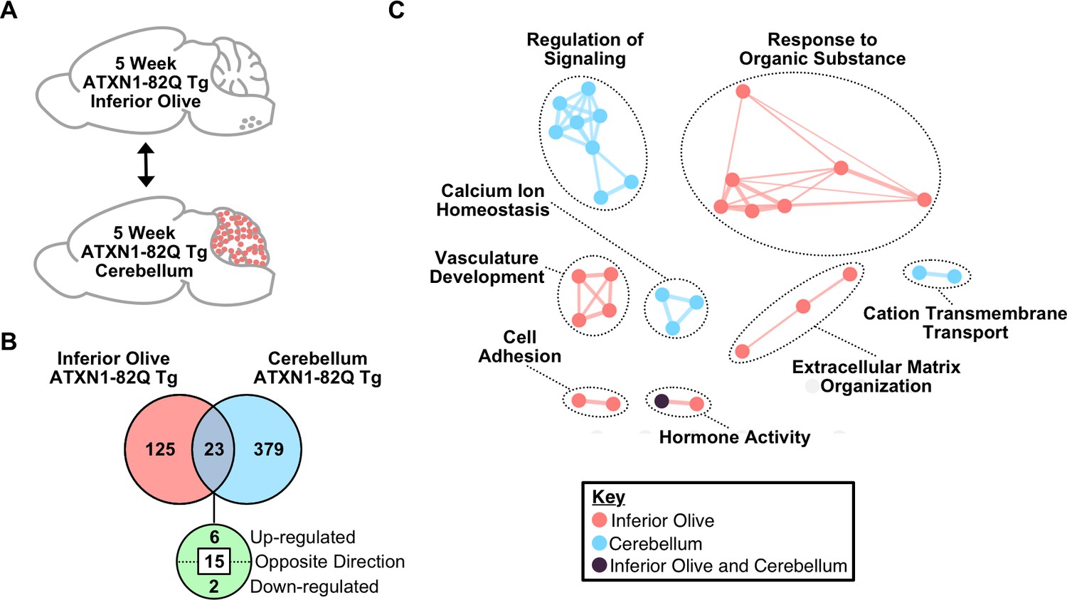 32719 PDFs  Review articles in ATAXIA