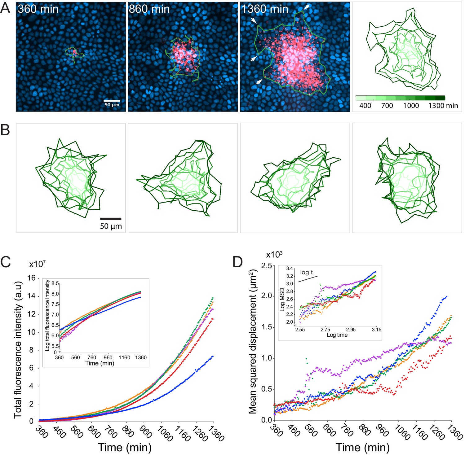 Listeria Monocytogenes Cell-to-cell Spread In Epithelia Is ...