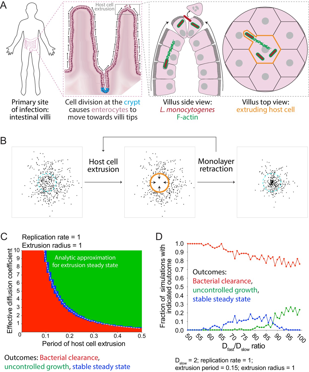 Listeria Monocytogenes Cell-to-cell Spread In Epithelia Is ...