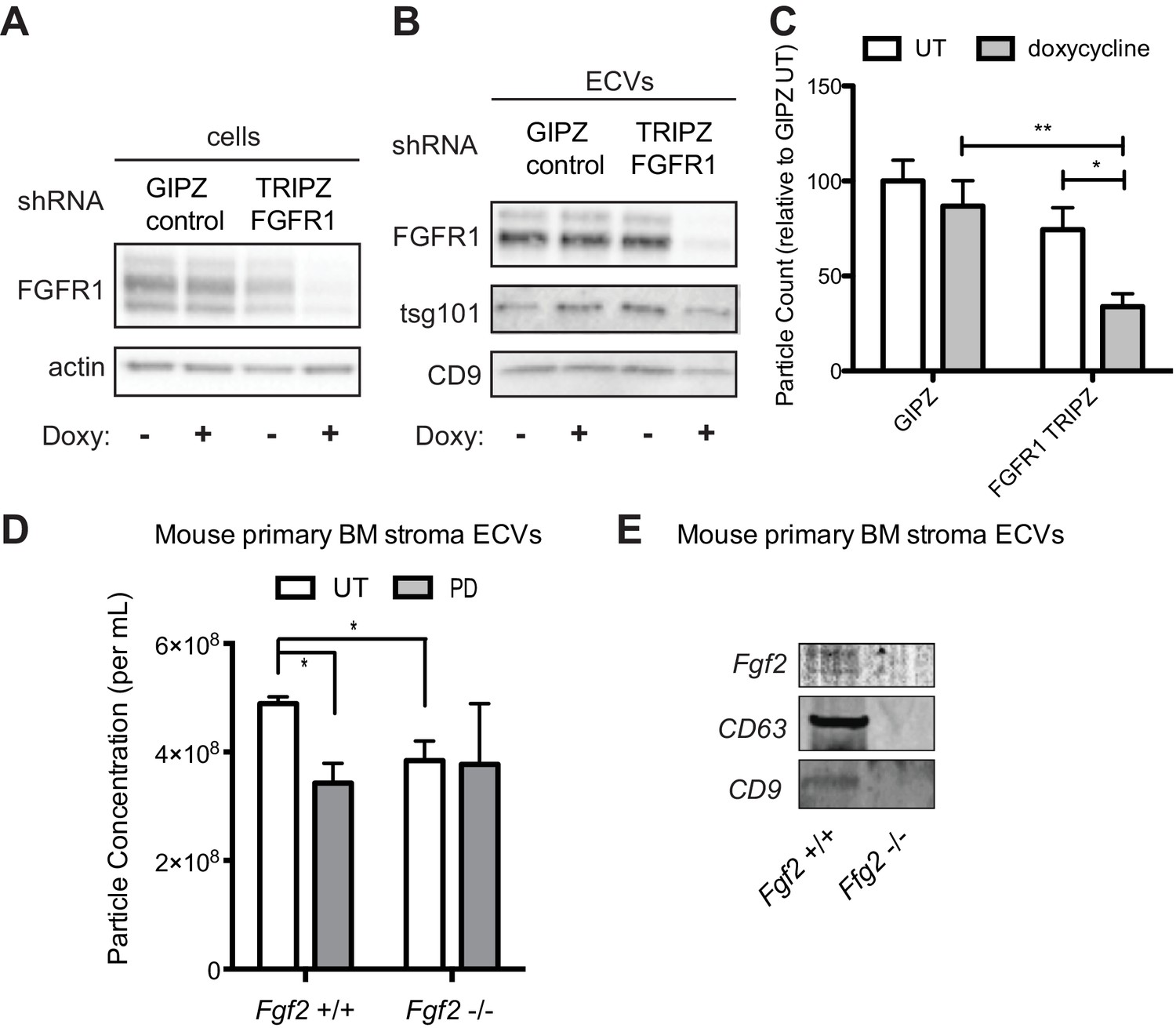 Figures And Data In Fgf Fgfr Signaling Regulates Release Of Leukemia