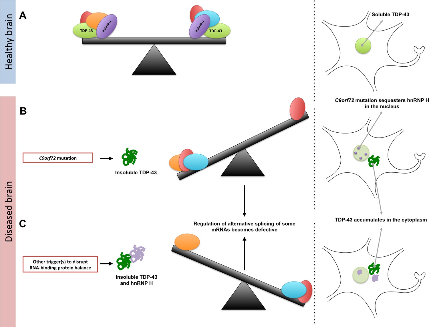 RNA-Binding Proteins: A Matter Of Balance | ELife