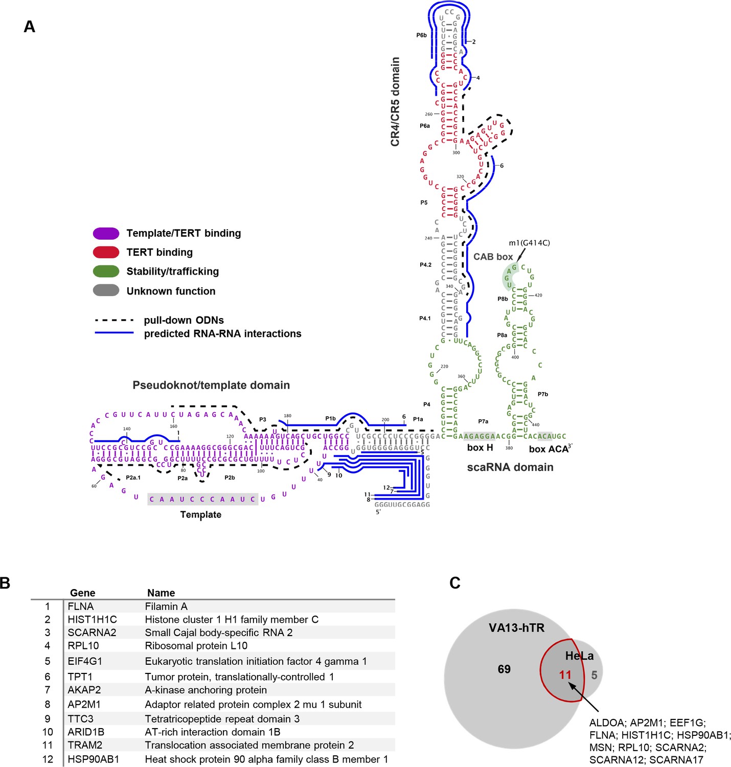 The RNA interactome of human telomerase RNA reveals a coding ...