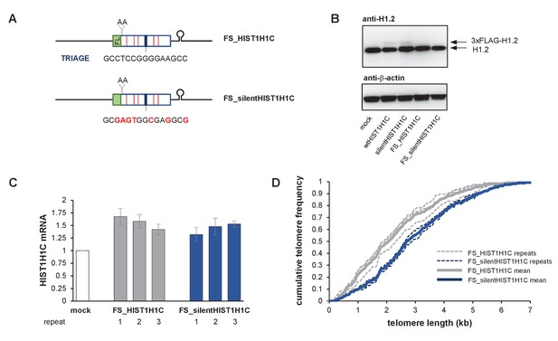 The RNA interactome of human telomerase RNA reveals a coding ...