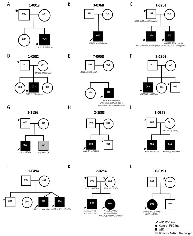 Figures and data in CNTN5-/+or EHMT2-/+human iPSC-derived neurons from ...