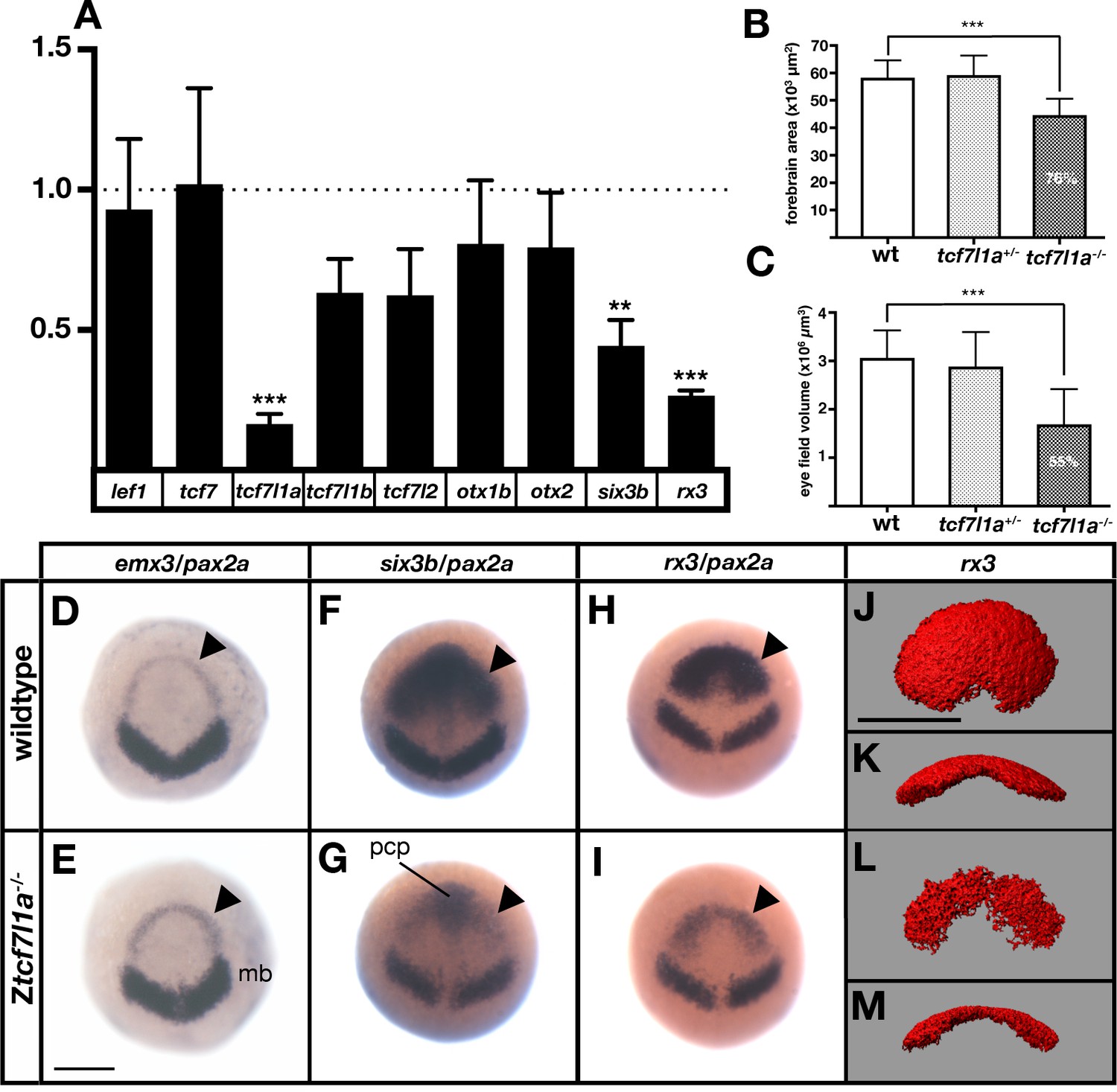 compensatory-growth-renders-tcf7l1a-dispensable-for-eye-formation