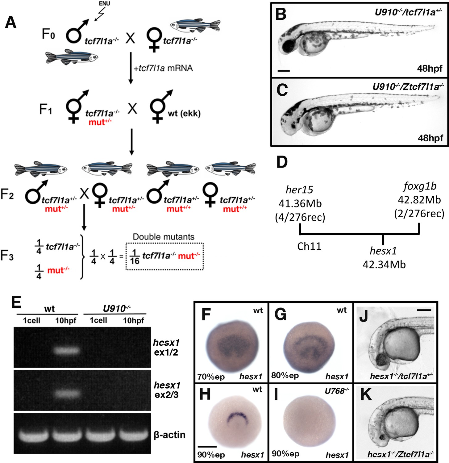 Compensatory growth renders Tcf7l1a dispensable for eye