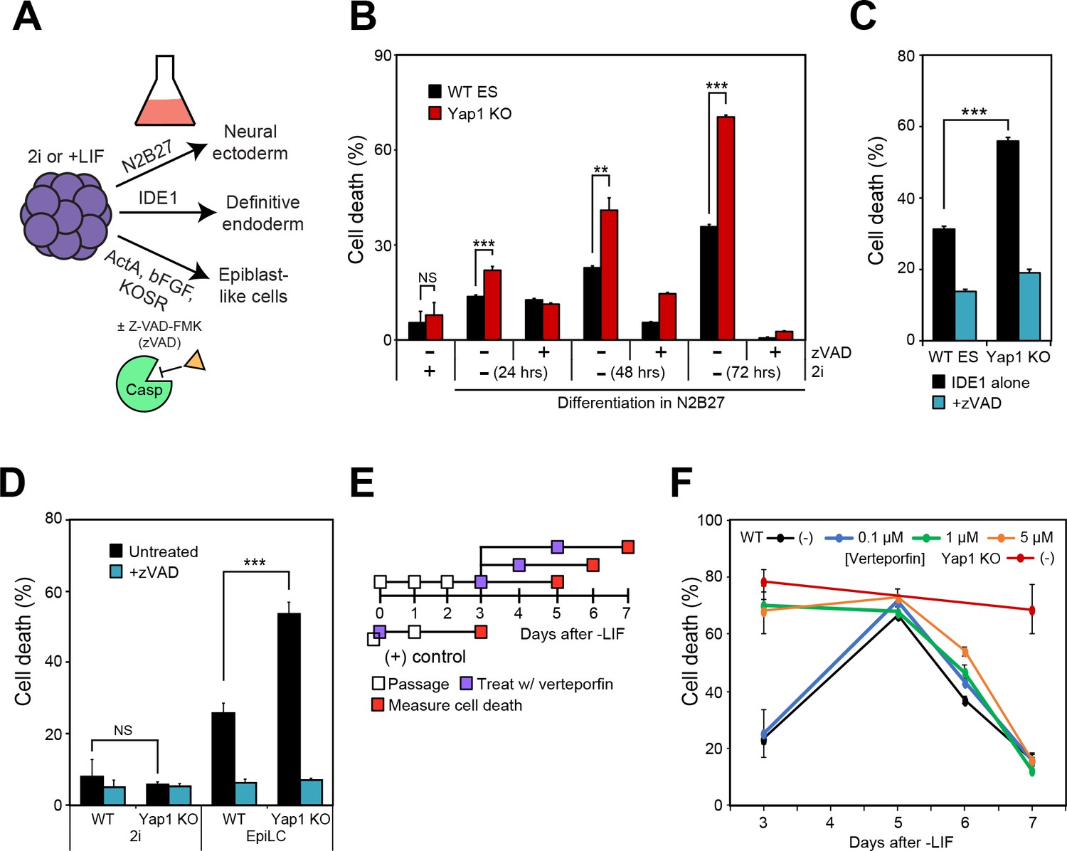 Yap1 Safeguards Mouse Embryonic Stem Cells From Excessive Apoptosis ...