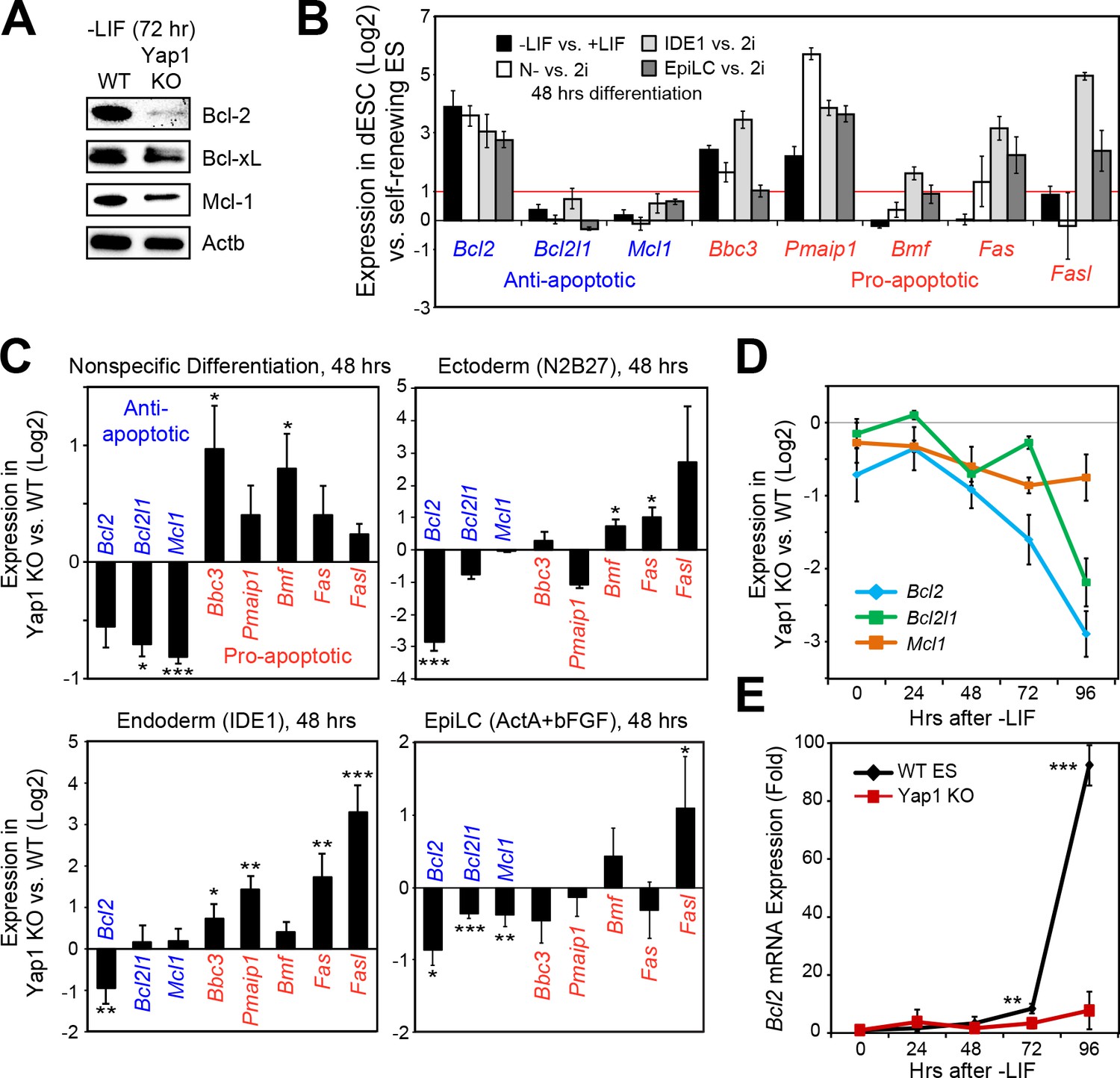 Yap1 Safeguards Mouse Embryonic Stem Cells From Excessive Apoptosis ...