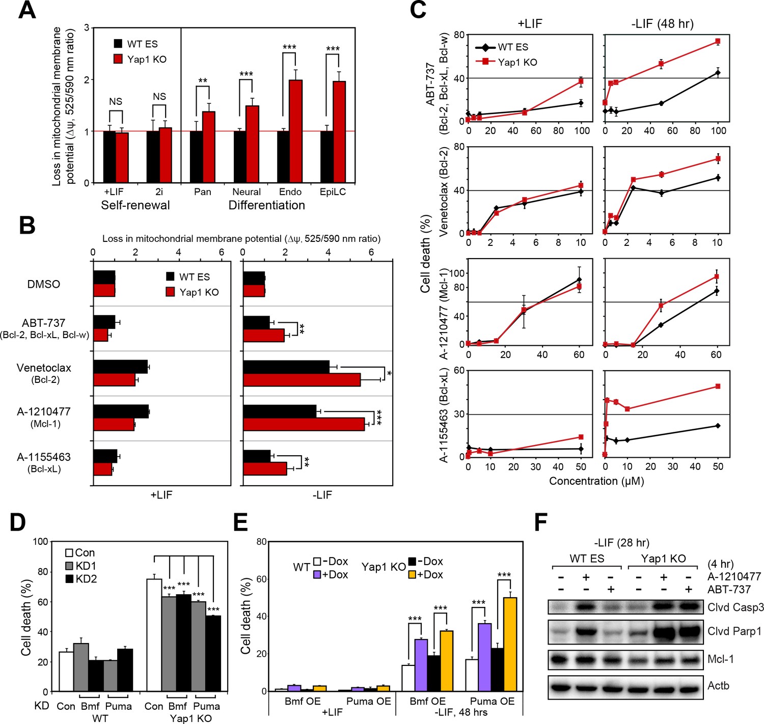 Yap1 Safeguards Mouse Embryonic Stem Cells From Excessive Apoptosis ...