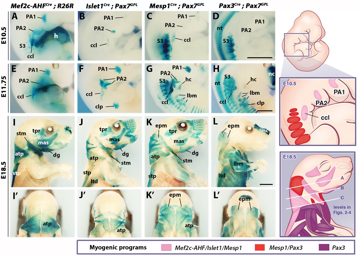 Unique morphogenetic signatures define mammalian neck