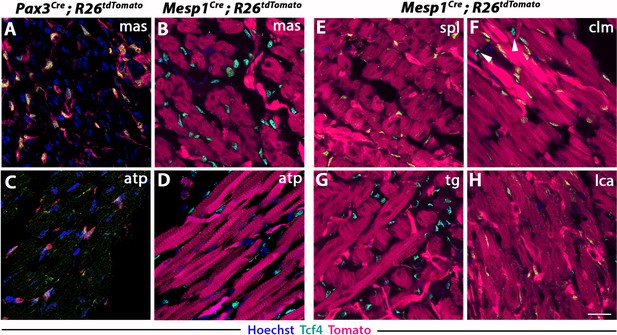 figures-and-data-in-unique-morphogenetic-signatures-define-mammalian