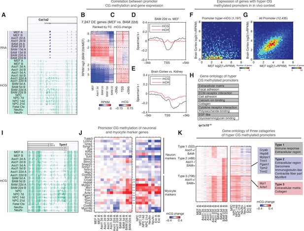 Figures and data in Global DNA methylation remodeling during direct ...