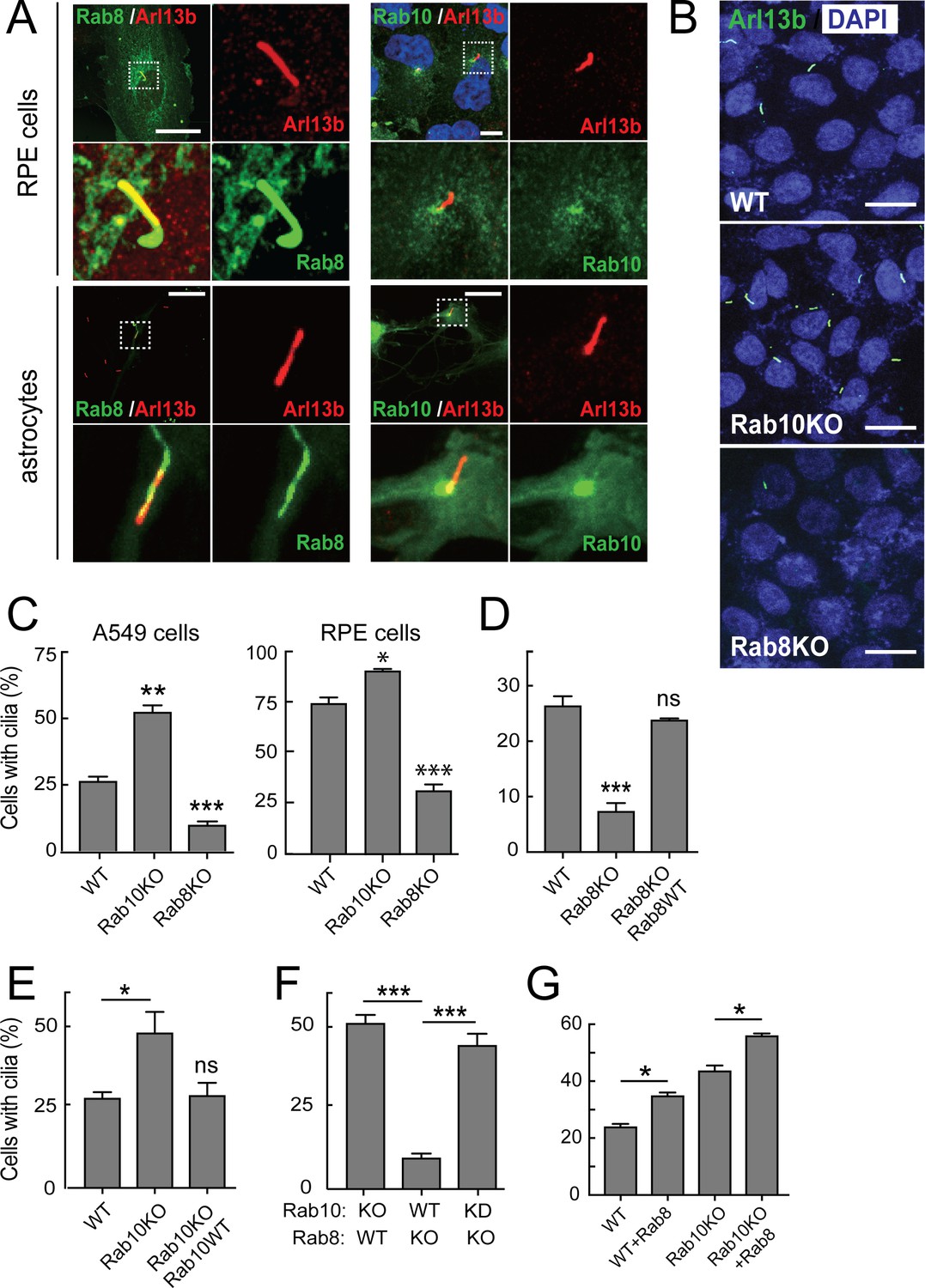 A pathway for Parkinson's Disease LRRK2 kinase to block primary