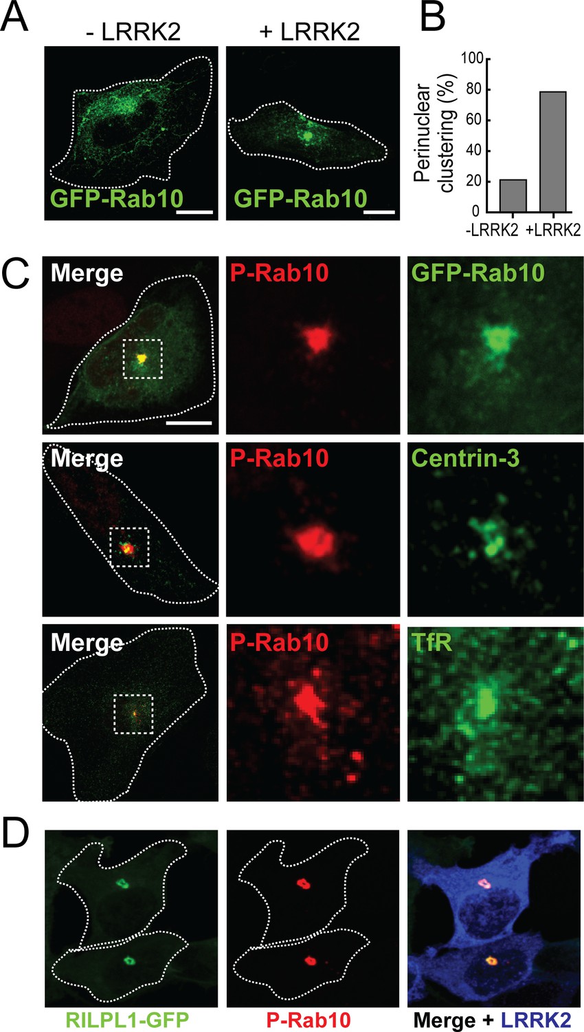 A pathway for Parkinson's Disease LRRK2 kinase to block primary