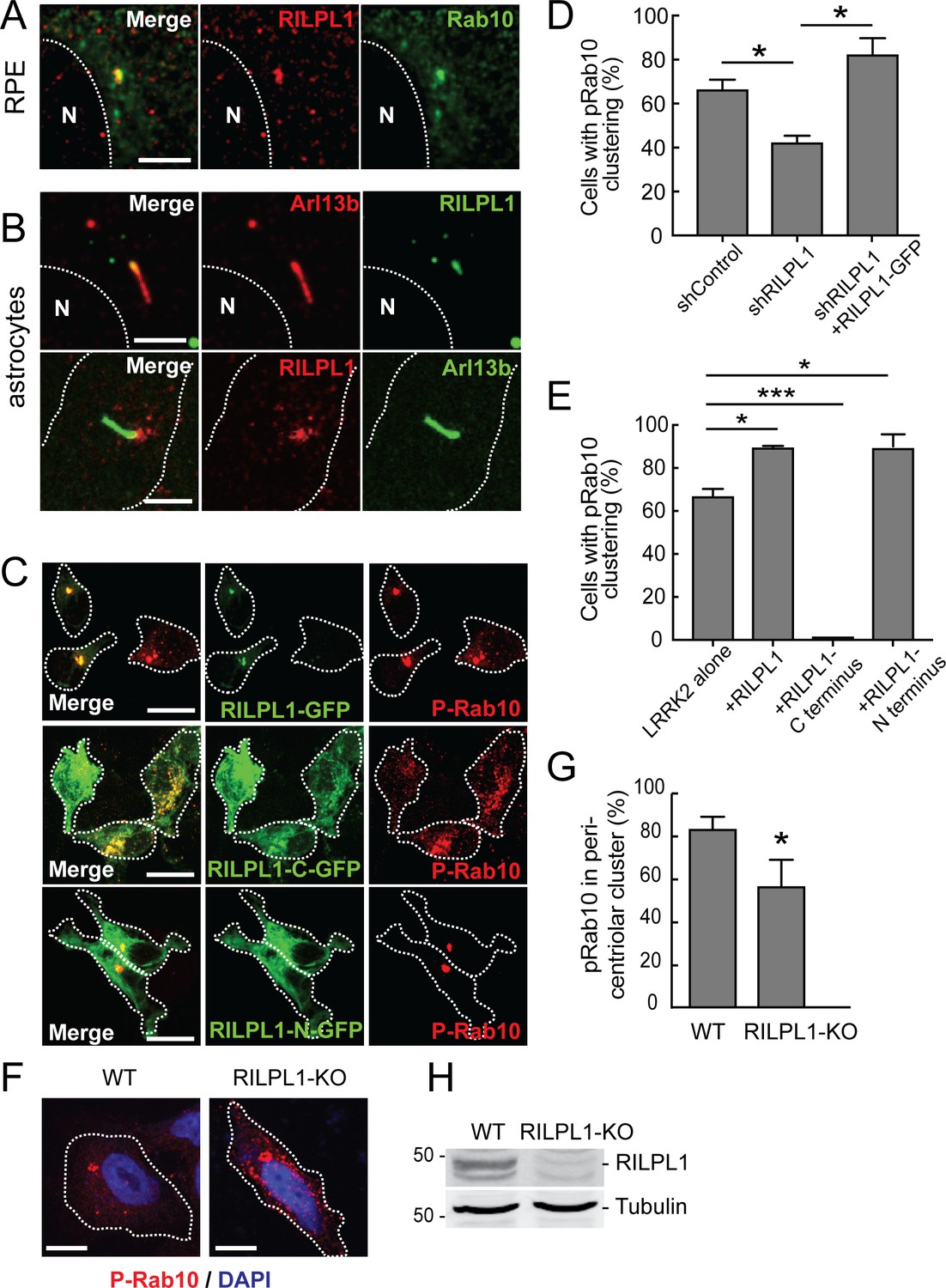 A pathway for Parkinson's Disease LRRK2 kinase to block primary