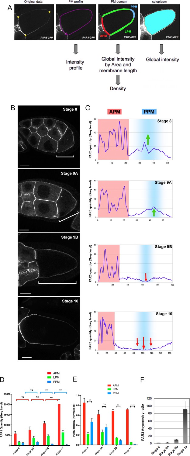 Figures and data in Dynein-mediated transport and membrane trafficking ...