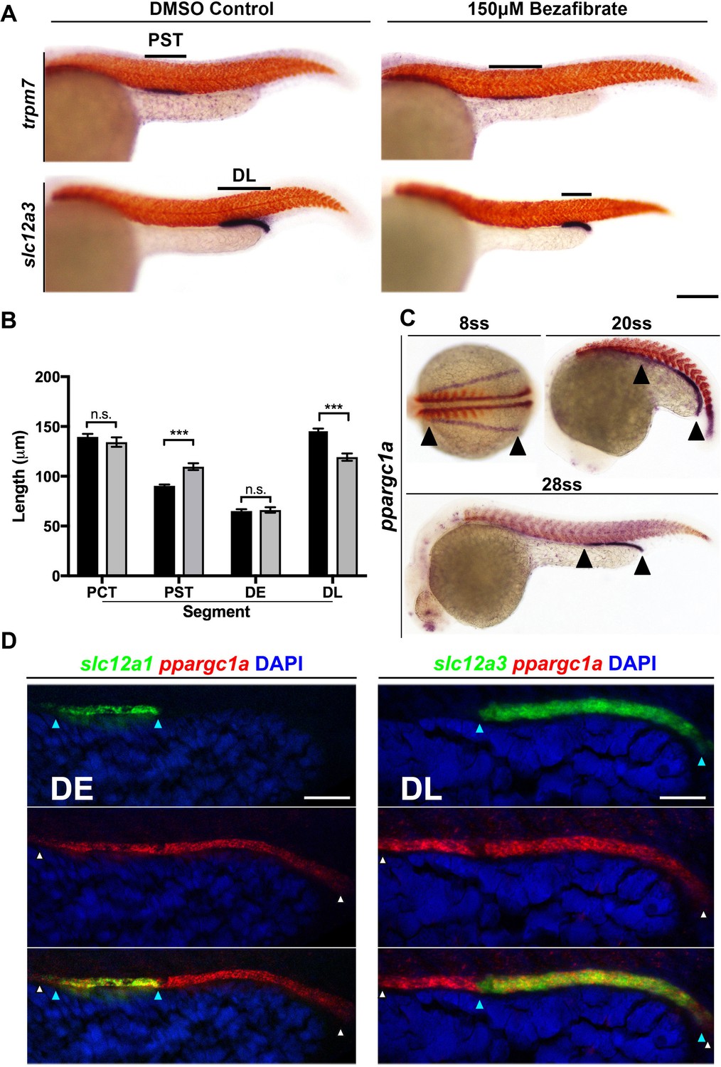 ppargc1a controls nephron segmentation during zebrafish