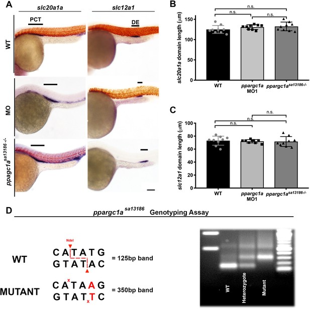 ppargc1a controls nephron segmentation during zebrafish embryonic kidney ontogeny