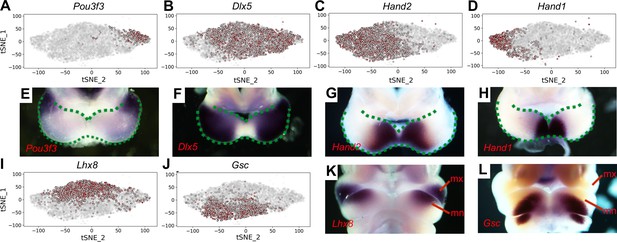 Figures And Data In Hedgehog Signaling Patterns The Oral Aboral Axis Of