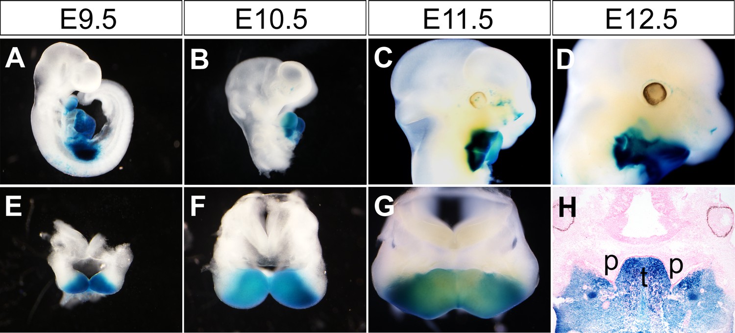 Figures And Data In Hedgehog Signaling Patterns The Oral Aboral Axis Of