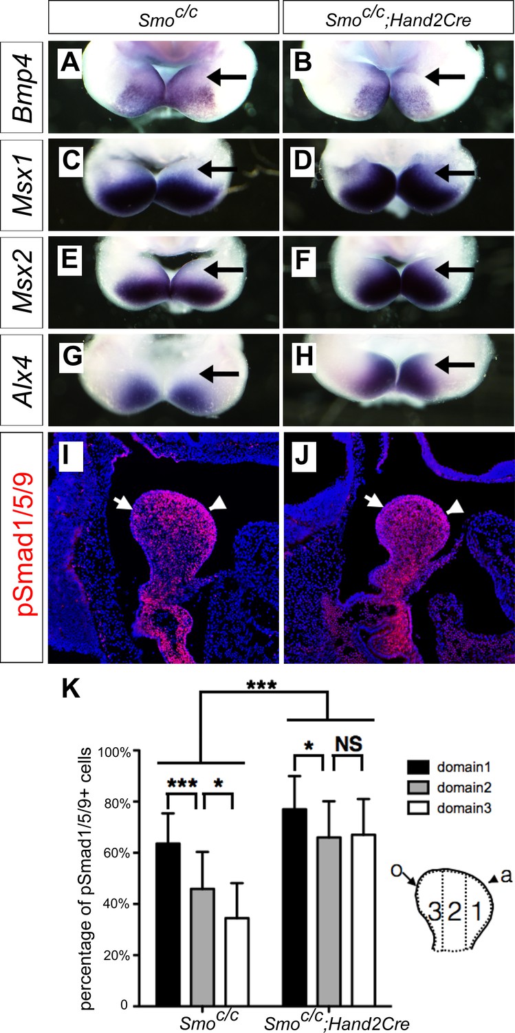 Hedgehog Signaling Patterns The Oral Aboral Axis Of The Mandibular Arch