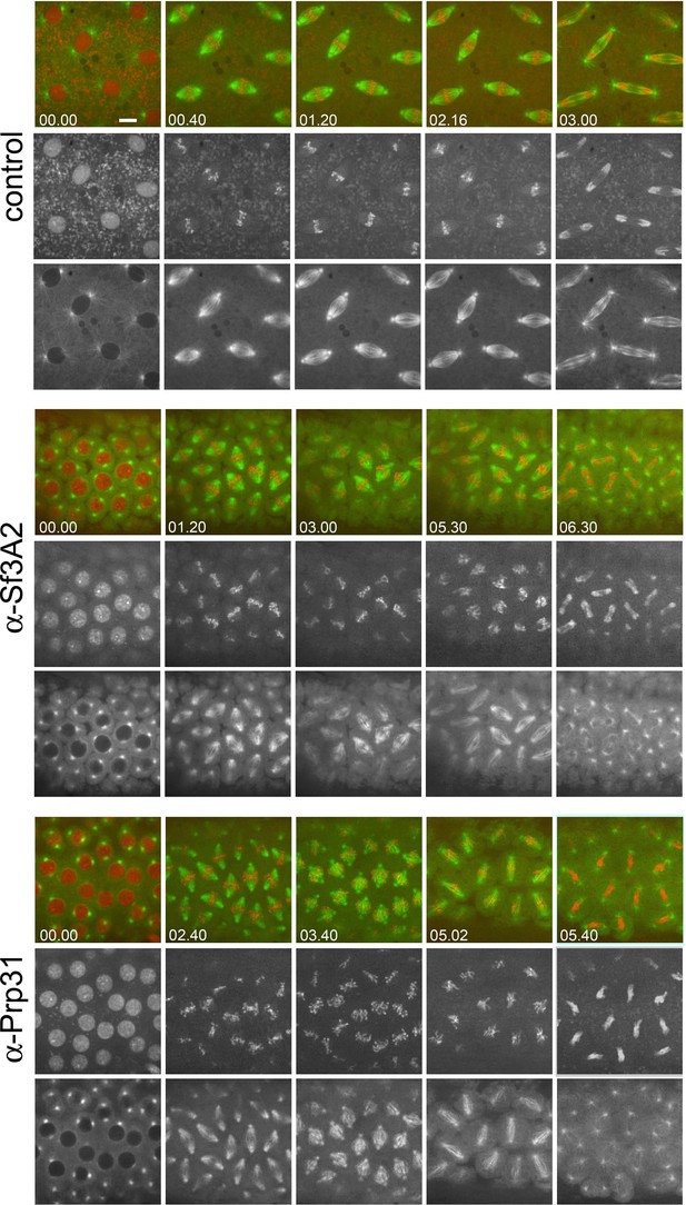 Figures and data in Splicing factors Sf3A2 and Prp31 have direct roles ...