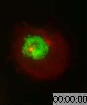 Figures and data in Splicing factors Sf3A2 and Prp31 have direct roles ...