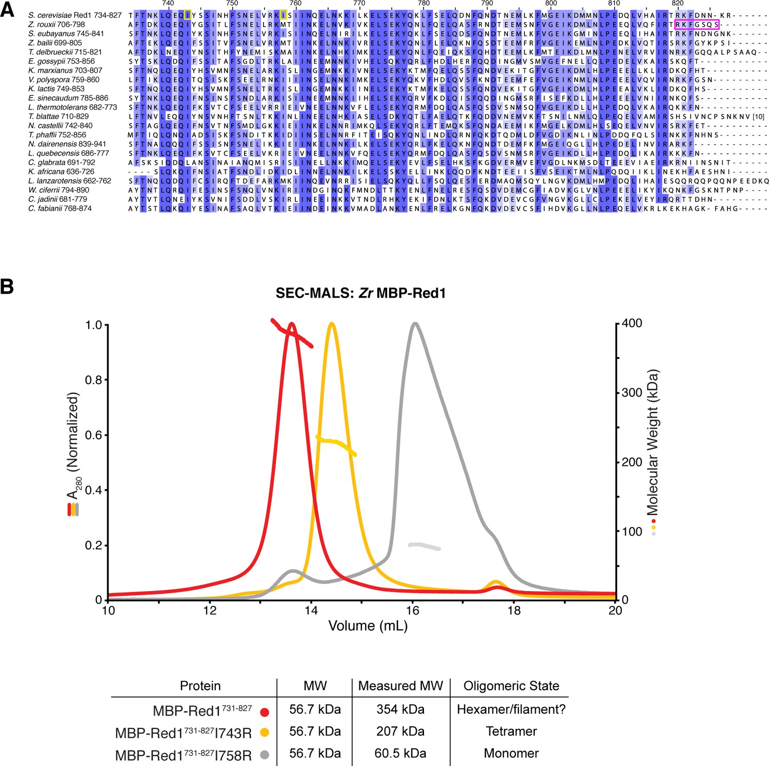 A conserved filamentous assembly underlies the structure of