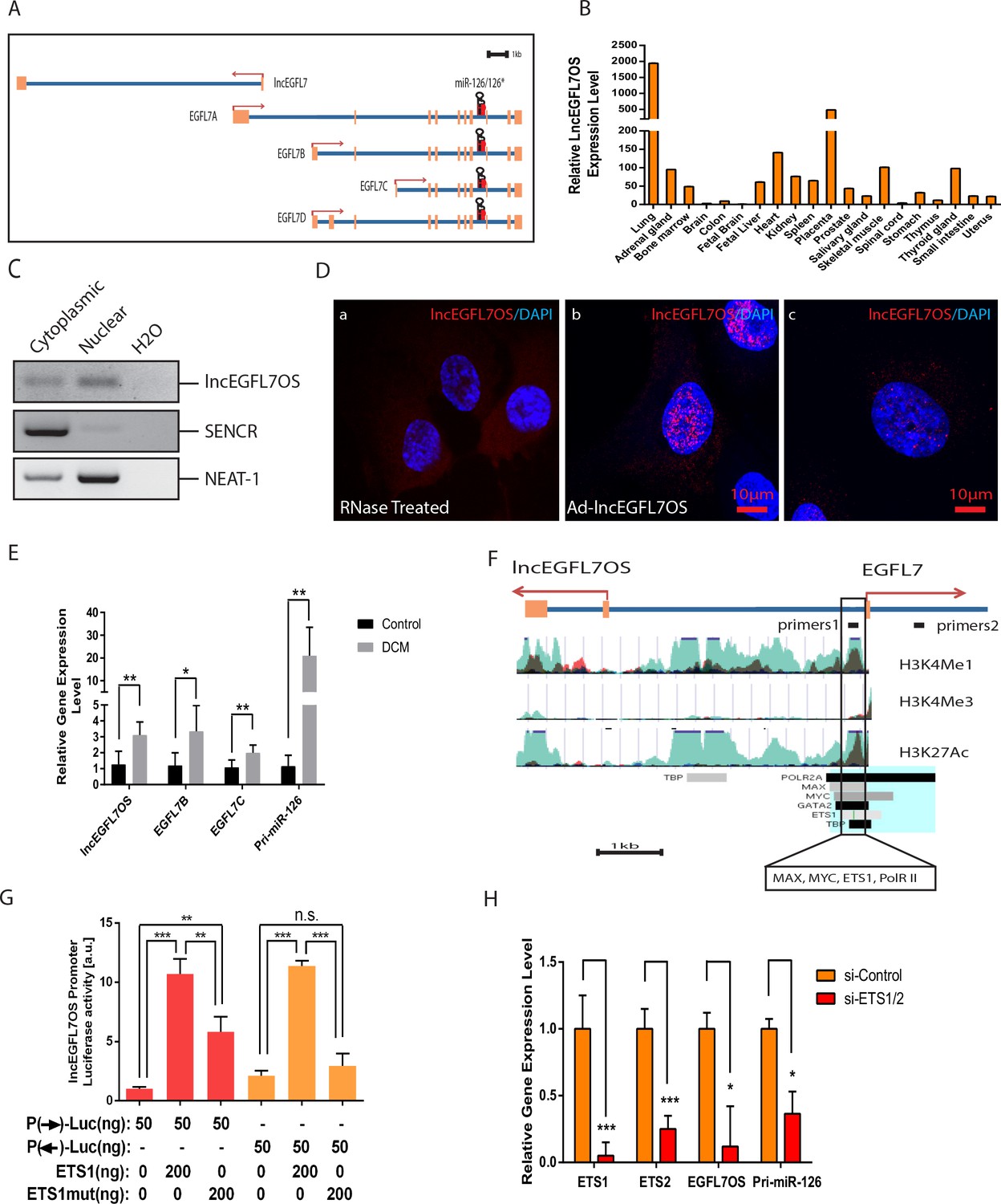 Figures and data in LncEGFL7OS regulates human angiogenesis by ...