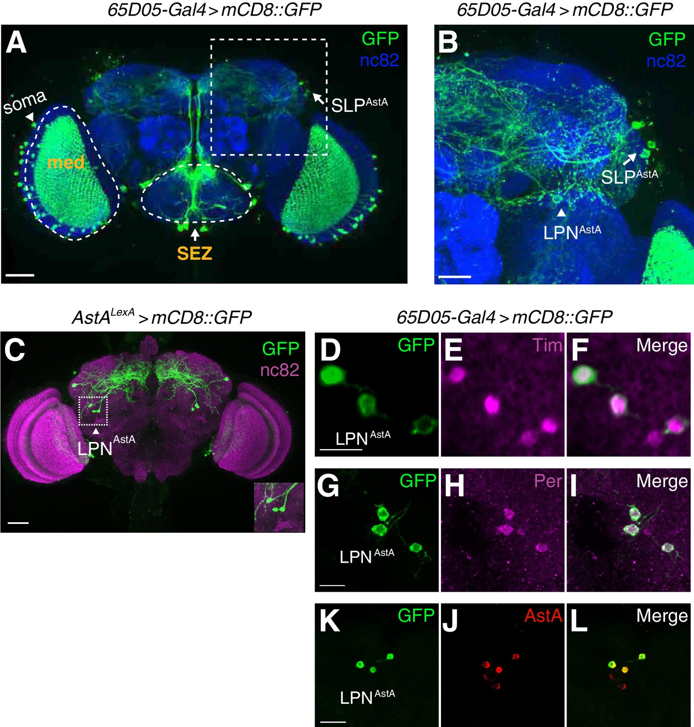 Differential Regulation Of The Drosophila Sleep Homeostat By Circadian And Arousal Inputs Elife