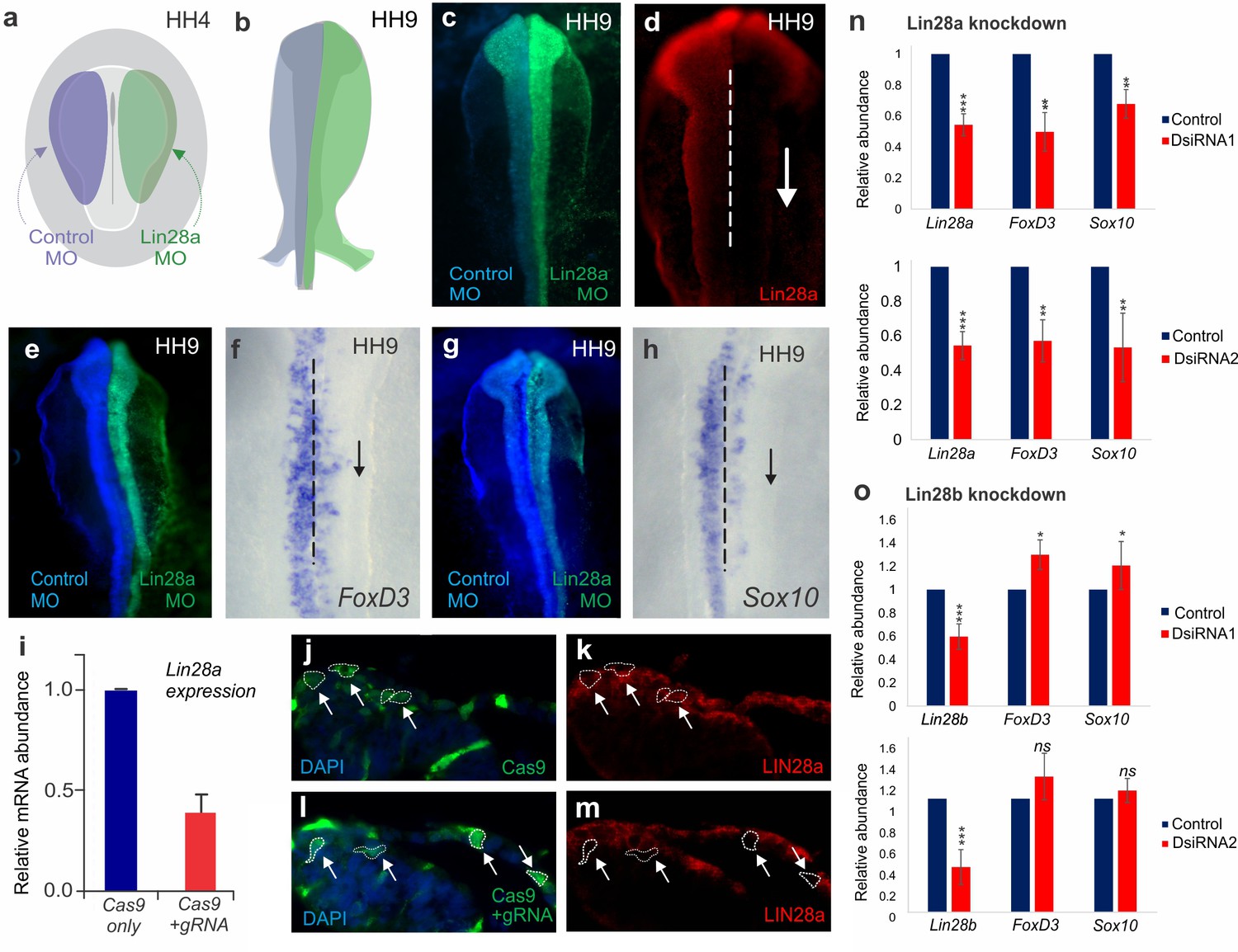 Figures and data in Control of neural crest multipotency by Wnt ...