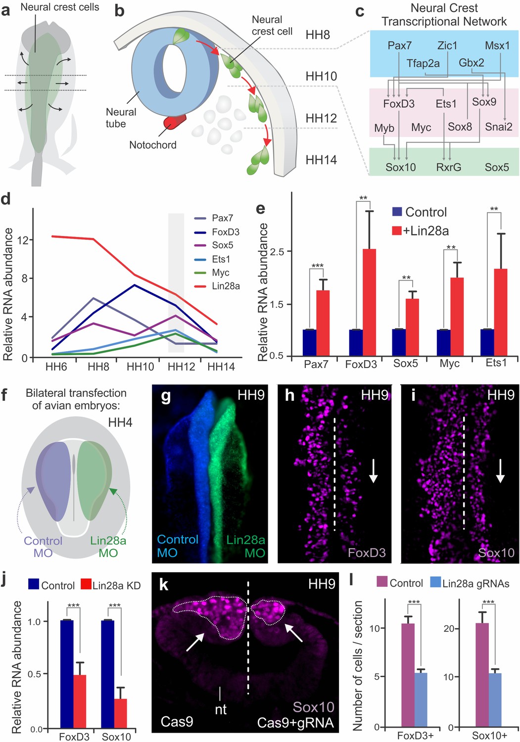 Control Of Neural Crest Multipotency By Wnt Signaling And The Lin28let