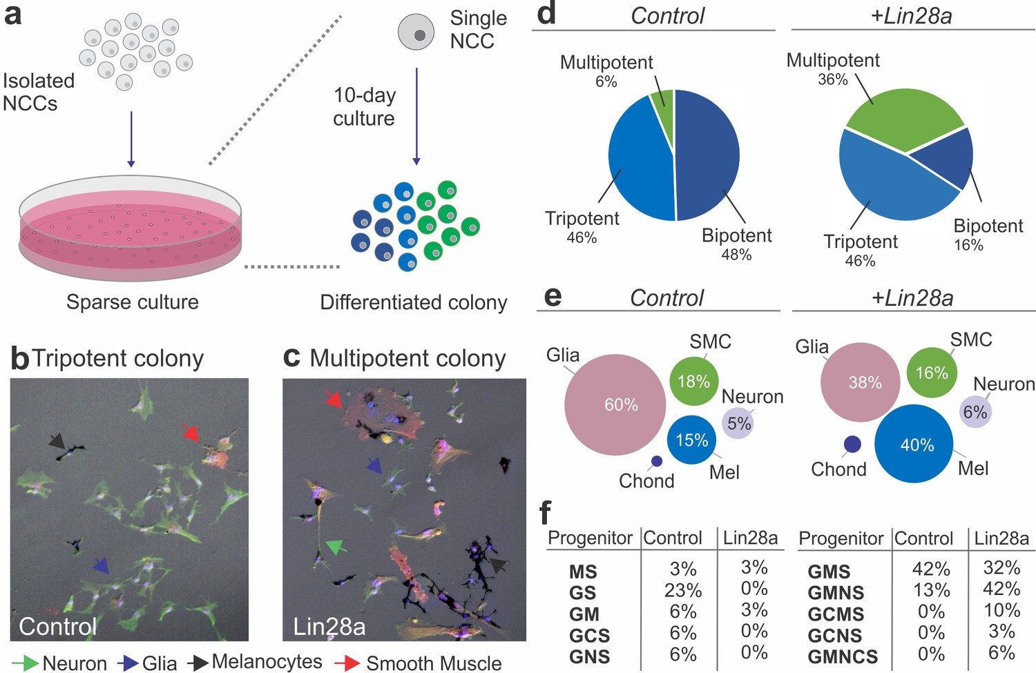 Figures and data in Control of neural crest multipotency by Wnt