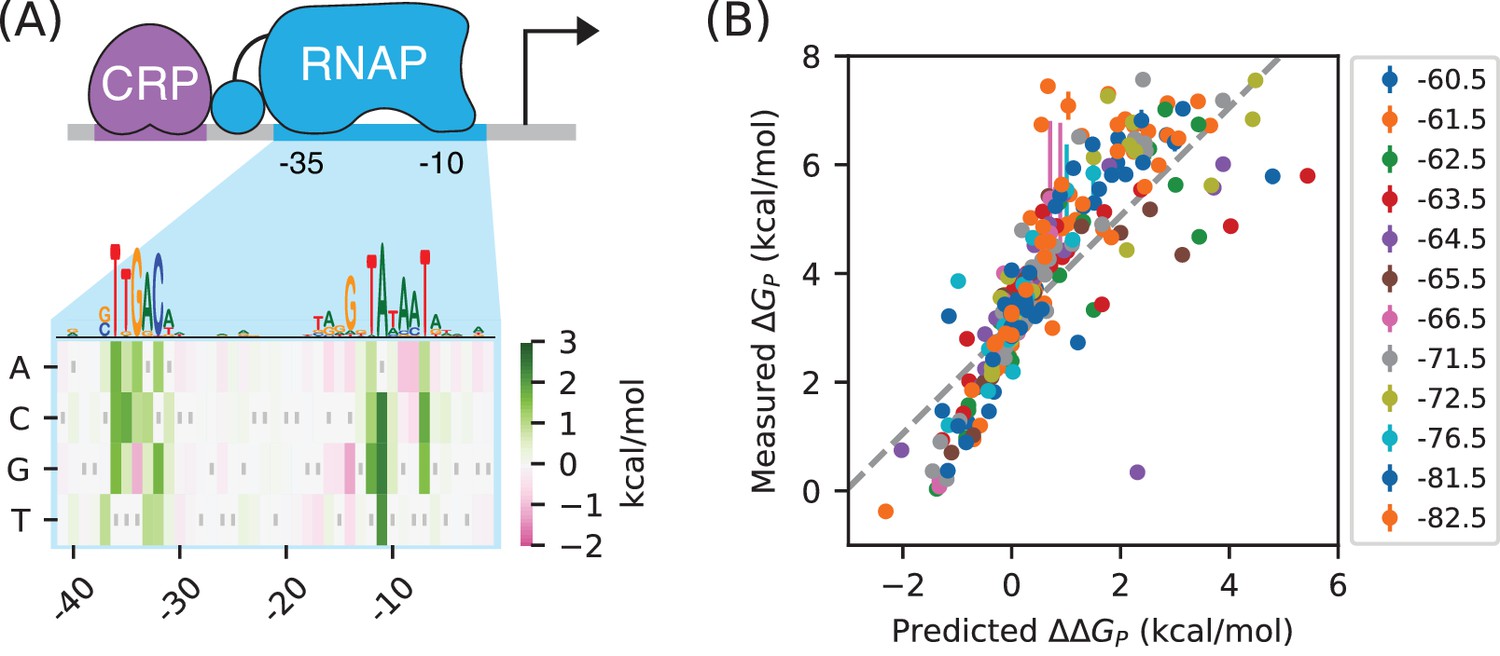 Figures and data in Measuring cis-regulatory energetics in living cells ...