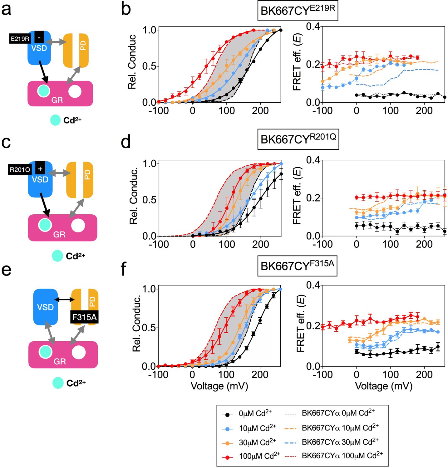 Figures and data in Voltage-dependent dynamics of the BK channel ...