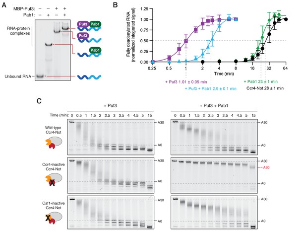 Figures and data in RNA-binding proteins distinguish between similar ...