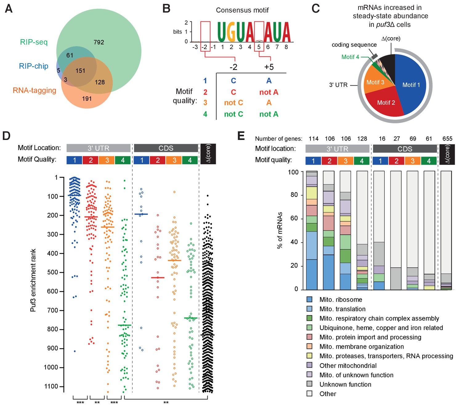 RNA Binding Proteins Distinguish Between Similar Sequence Motifs To